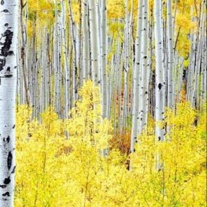 Meet your Posher, Toby